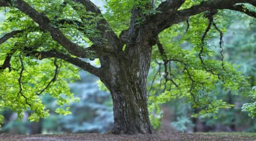A big tree with green leaves.