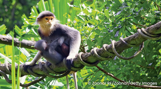 A monkey sitting on a vine in the jungle.