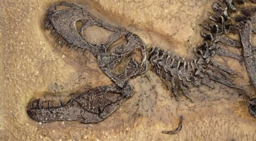 A fossil in the ground half unburied.